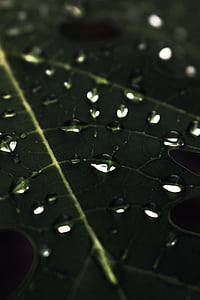 micro photography of water dew on green leaf thumbnail