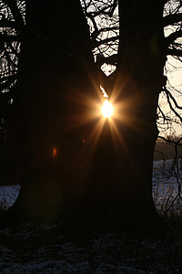 silhouette of tree during golden hour thumbnail