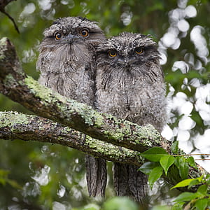 two gray owls on tree thumbnail