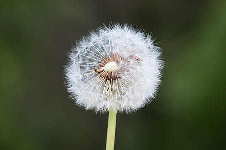 close photo of dandelion thumbnail