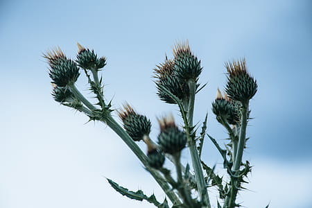 Green Thistle Flower Buds Pin Bloom at Daytime thumbnail