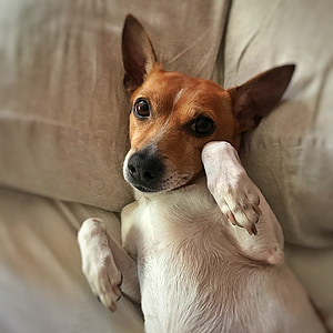 short-coated brown and white dog lying on sofa thumbnail