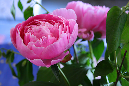 purple petaled flower in closeup photography thumbnail