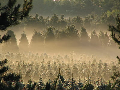 layland cypress trees thumbnail