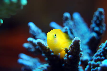 yellow fish thumbnail
