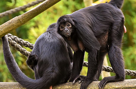 two black monkey's on brown log thumbnail