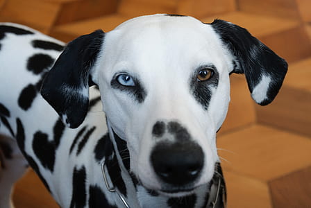 shallow focus of white and black Dalmatian thumbnail