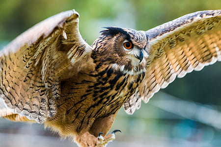 brown owl in closeup photography thumbnail