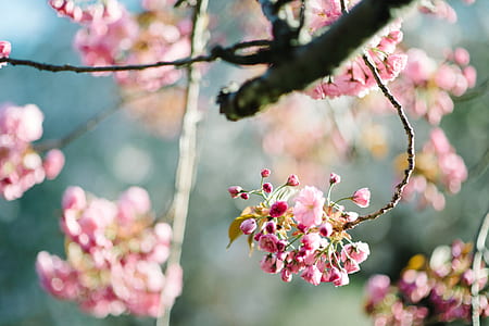 close up photography of pink Sakura blossoms at daytime thumbnail