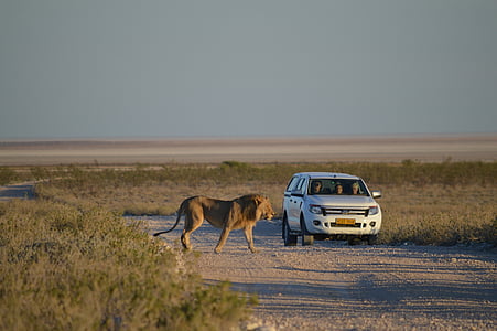 lion near white car thumbnail