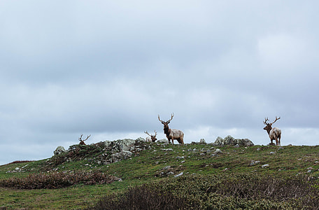 herd of brown deer on green grass hill under cloudy sky thumbnail