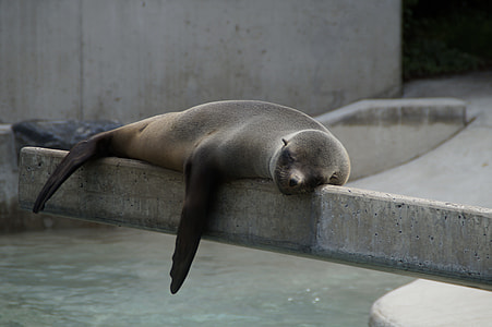 sea lion laying on concrete floor over body of water thumbnail