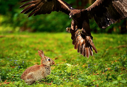 photography of brown eagle thumbnail