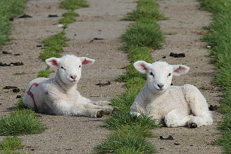two white goat kids thumbnail