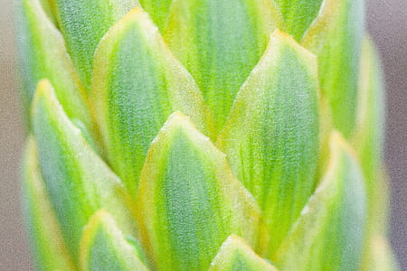 green leaves in closeup photography thumbnail