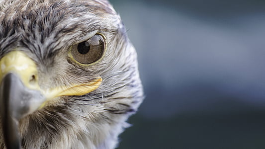 brown and white eagle closeup photography thumbnail