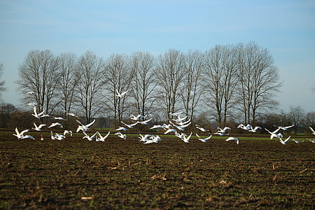 flock of birds flying on brown field thumbnail