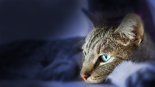 closeup photo of brown blue-eyes tabby cat thumbnail