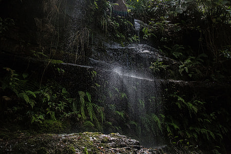 water dropping from above surrounded by leaves thumbnail