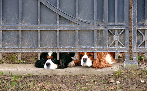 two Cavalier King Charles spaniels thumbnail