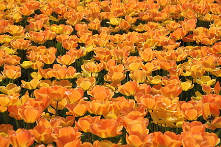 orange tulip flower field thumbnail