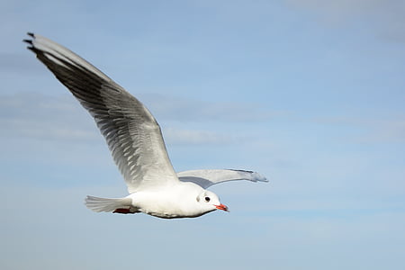 ring-billed gull flying under blue sky thumbnail