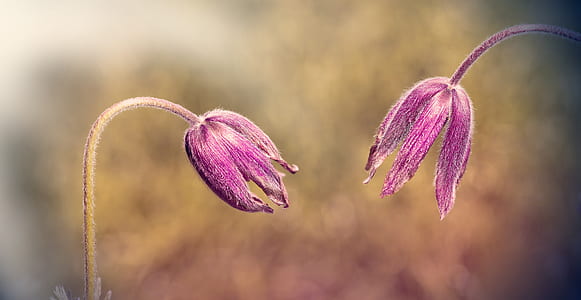 two purple petaled flowers photography thumbnail