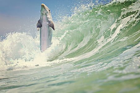 photo of a dolphin over ocean wave thumbnail