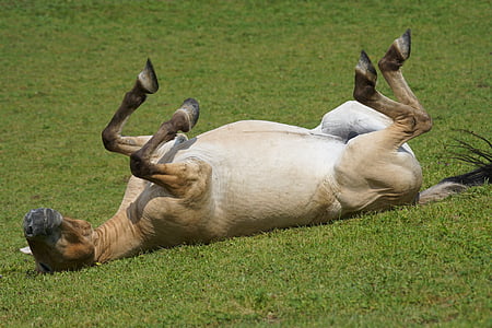 brown horse lying in the grass thumbnail