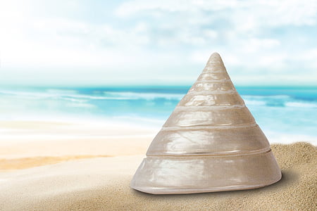 beige seashell on sand in front sea thumbnail