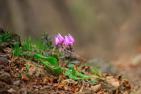 selective focus photography of purple lilies thumbnail