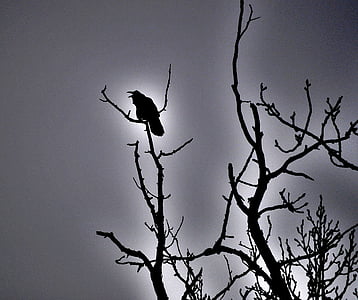 crow in withered tree thumbnail