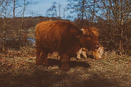 Yak on brown grasses thumbnail