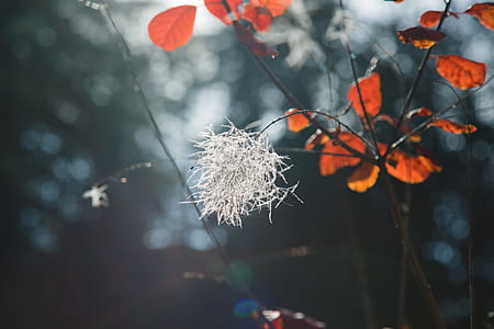 close up photograph of red leaf tree with white flower thumbnail