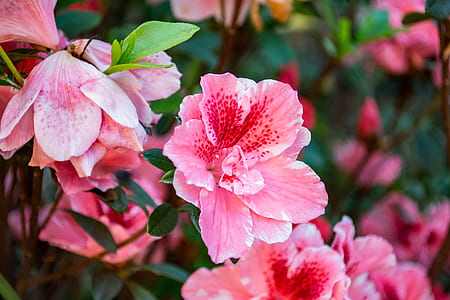 Close-Up Photography of Hibiscus Flowers thumbnail