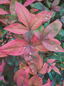 close-up photo of pink leafed plants thumbnail