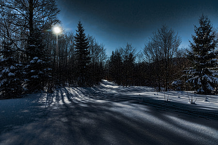 trees during winter thumbnail