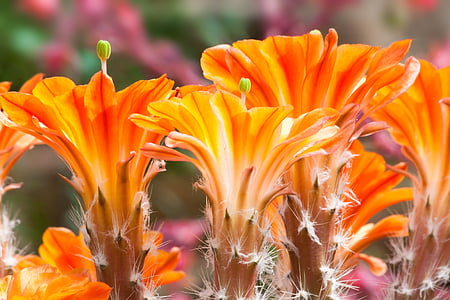 shallow focus photo of flowers thumbnail