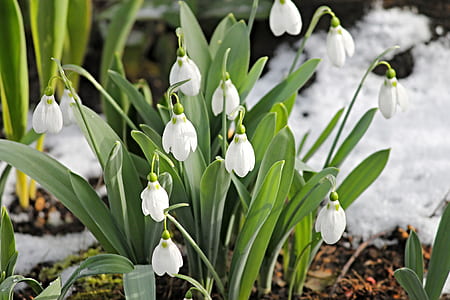 white snowdrop flower during daytime thumbnail