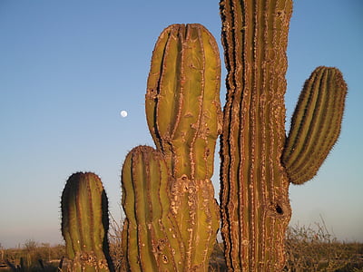 photo of saguaro cactus under blue sky thumbnail