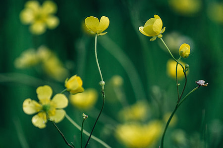 photo of yellow petaled flowers thumbnail