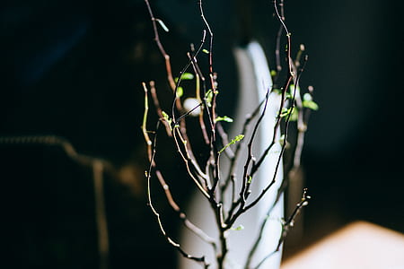focus photography of green leafed plant thumbnail