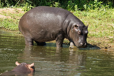 black hippopotamus thumbnail