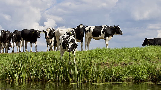 sky, water, field, animal thumbnail