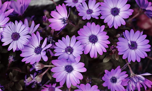 selective focus photography of purple Ursinia flower thumbnail