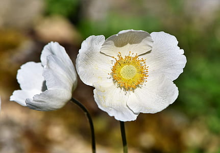 two white petaled flowers in selective focus photography thumbnail