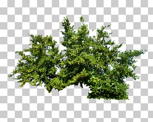 Shrub Tree, Bush , green leaves illustration PNG clipart