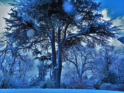 Low Angle Photography of Trees Covered With Snow thumbnail