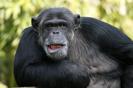 black primate open mount thumbnail