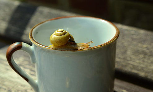 snail on white ceramic teacup thumbnail